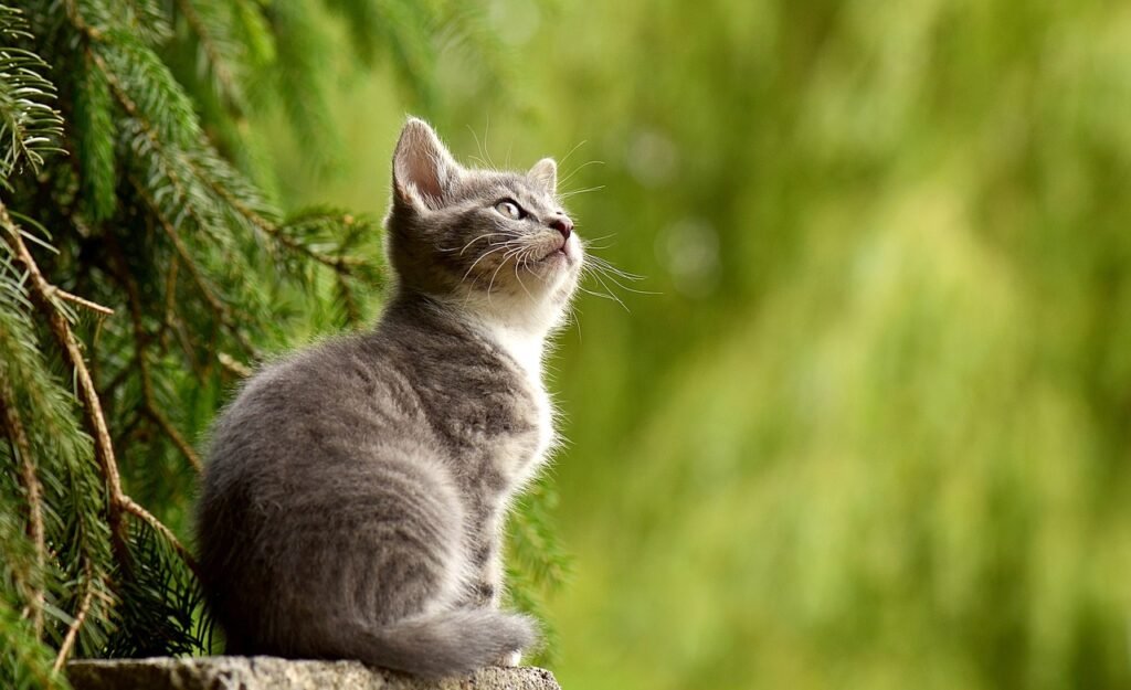 Adopted cat peacefully resting in a shelter environment, showcasing the caring process of finding a forever home in Ireland.
