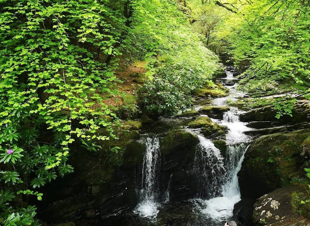 Torc Waterfall flowing through lush forest in Killarney National Park