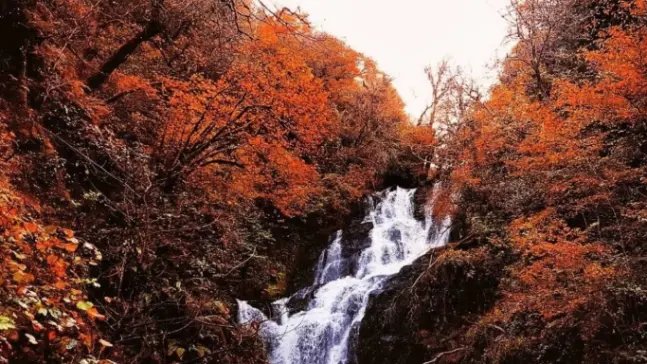 Torc Waterfall surrounded by golden autumn leaves in Killarney