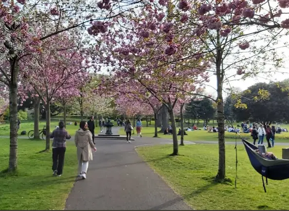 The Charming beauty of cherry blossom Trees in the month of April is showing in this image.