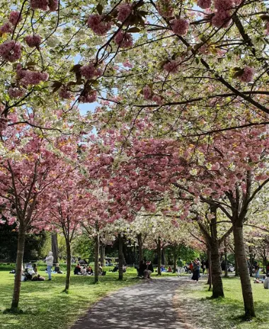 A photo featuring Mesmerizing Natural Beauty of Herbert Park Market in Dublin.