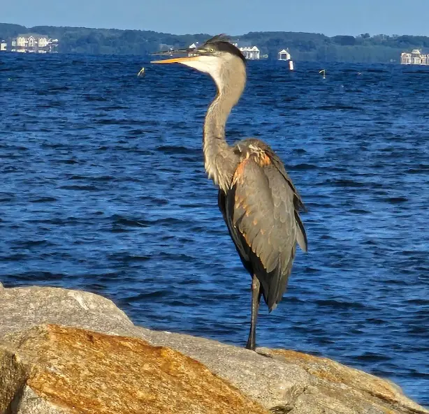 Wildlife of Mayo Beach Park