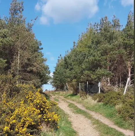 Carrickmines Co. Dublin, paved way and forest.