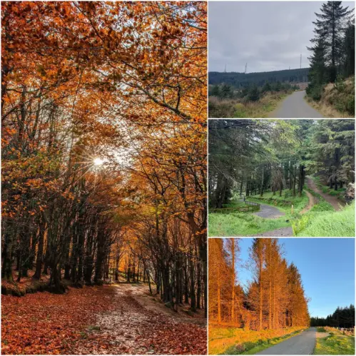 Ticknock Forest Trail with Mountain Views is One of the Best Walks in Dublin