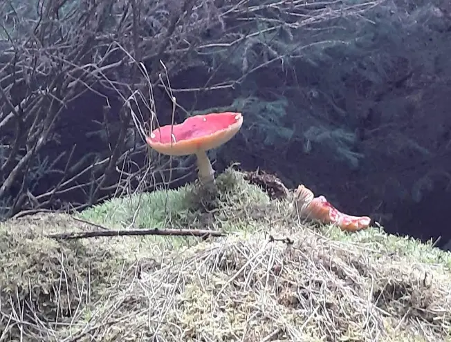 Natural beauty and biodiversity in Carrickmines Co. Dublin