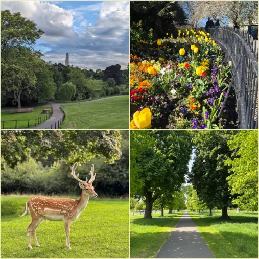 One of the best and largest parks in Dublin named Phoenix Park