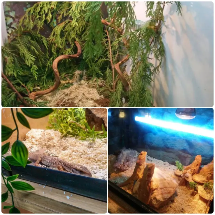Reptile Haven