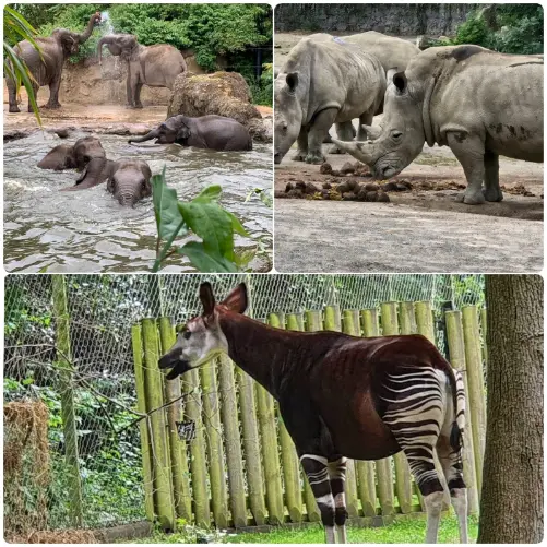 Dublin Zoo & Phoenix Park for good time pass with kids and family
