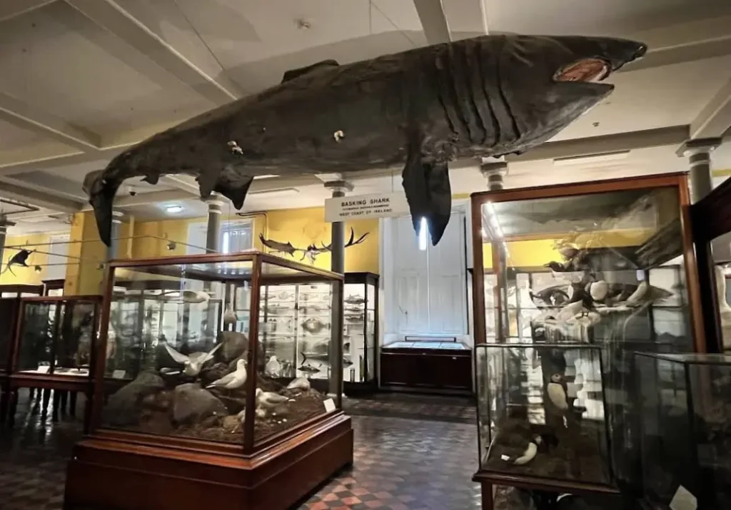 National Museum of Ireland