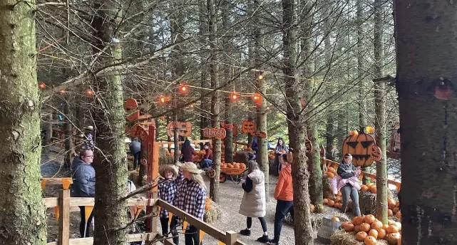 Dublin pumpkin patch