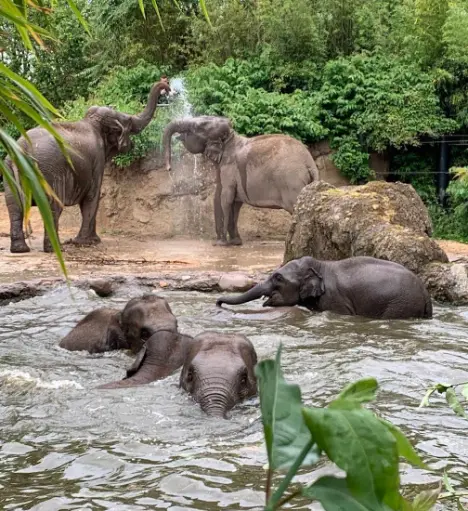 Dublin Zoo for watching wilderness in Dublin This Winter