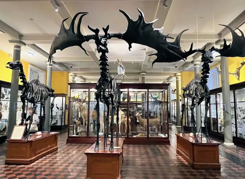 The Natural History Museum, The Dead Zoo